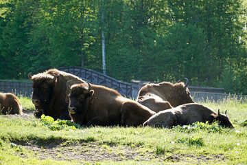 European bisons laying on a grass