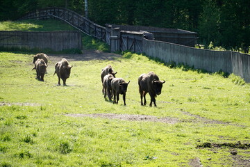 European bisons on a field