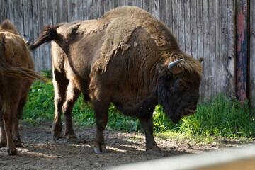 Male european bison and wooden fence