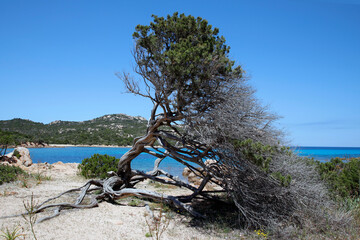 Windschief