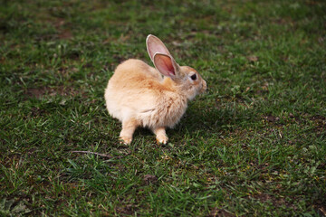 Red rabbit on the grass