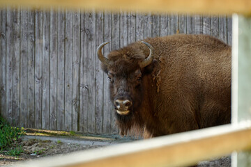 European bison and wooden fence