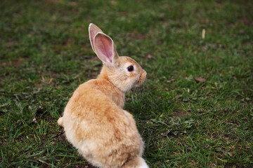 Red rabbit on the grass