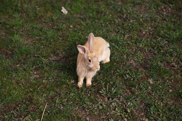 Red rabbit on the grass