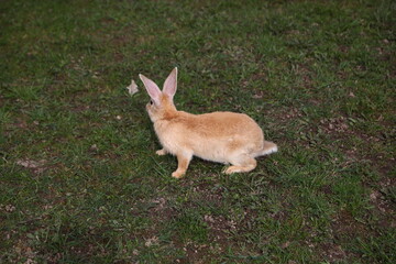 Red rabbit on the grass