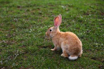 Red rabbit on the grass