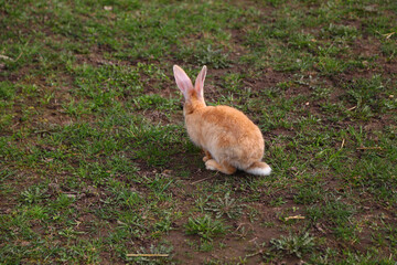 Red rabbit on the grass