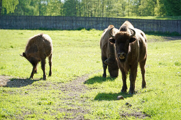 European bisons on a field