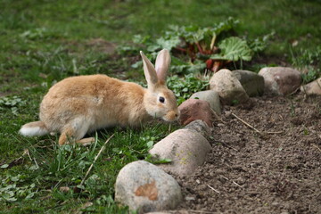 Red rabbit on the grass