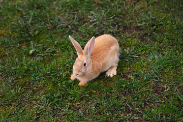 Red rabbit on the grass