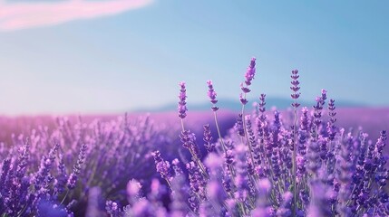 Naklejka premium Field of lavender with a clear blue sky, illustrating the beauty and tranquility of natural landscapes