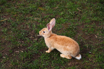 Red rabbit on the grass