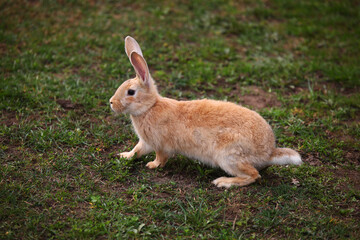 Red rabbit on the grass