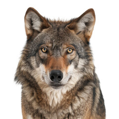 Wolf looking on white background