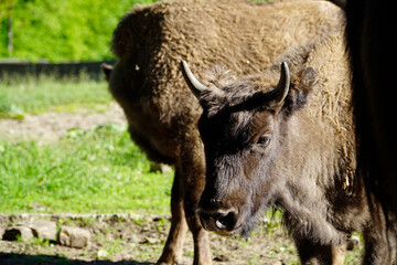 Fototapeta premium European bison - close-up on head
