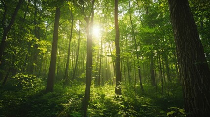 Lush green forest with sunlight filtering through the trees, symbolizing natural beauty and conservation