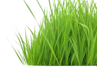 Obraz premium A clump of beautiful green grass with long, slender leaves isolated on a white background.