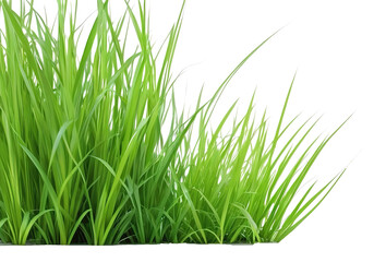 Obraz premium A clump of grass isolated on a white background
