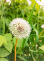 dandelion on green background