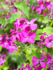 Obraz premium Lunaria flowers