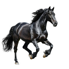 Fototapeta premium Black horse on white background