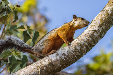 Variegated squirrel walking along a branch in the rainforest of Costa Rica in Central America