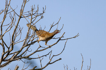 Crested guan or Penelope purpurascens in treetop in Costa Rica