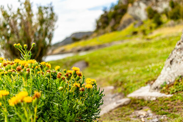 Obraz premium flowers in the mountains