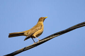 Clay-colored Thrush or Turdus grayi sin front of blue sky in Costa Rica