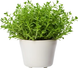 Rosemary herb pot illustration PNG graphic