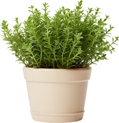Rosemary herb pot illustration PNG graphic