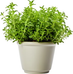 Rosemary herb pot illustration PNG graphic