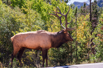 Bull elk with massive antlers on Bear Lake Road in Rocky Mountain National Park in Estes Park, Colorado on a sunny fall day