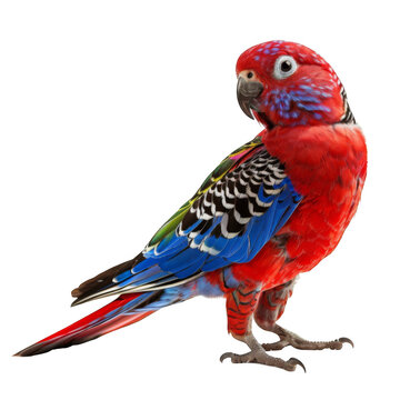 Crimson rosella bird on white background