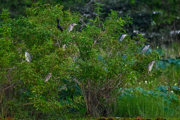 Night herons in the tree 