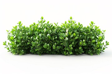 Obraz premium Close-up plant, green leaves, white surface