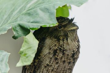 オーストラリアガマグチヨタカ