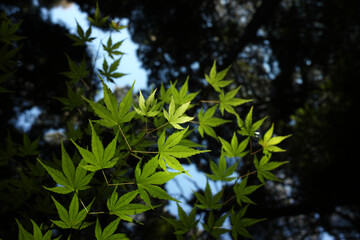 紅葉