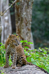 Female leopard 