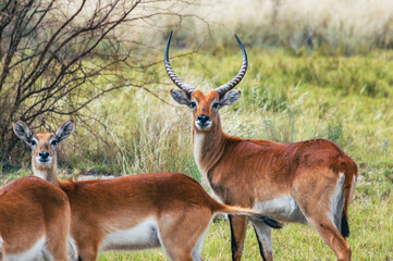 Red Lechwe ram with females at green grassy area in Kalahari
