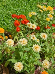 orange flowers in the garden