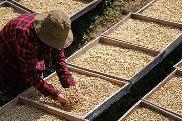 farmer checking quality coffee bean natural sun drying rack .