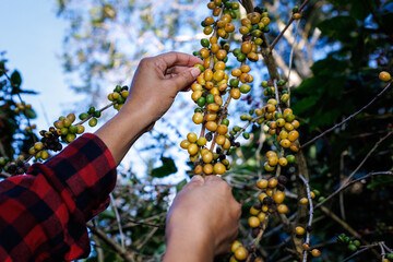 Farmer is harvesting ripe coffee beans from branch in plantation organic farm.