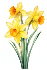 Daffodil, Watercolor Floral Border, watercolor illustration, isolated on white background