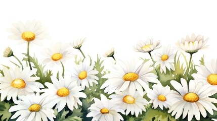 Daisy, Watercolor Floral Border, watercolor illustration, isolated on white background