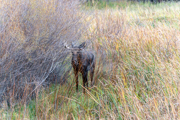 Bull moose in the reeds and grass in the Paradise Valley in Montana on a fall morning - near Emigrant and Livingston, MT