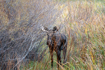 Bull moose in the reeds and grass in the Paradise Valley in Montana on a fall morning - near...