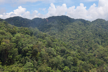 Fototapeta premium the tree mountain view before from banahill cable car
