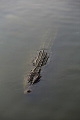 Close up salt crocodile is show head in river