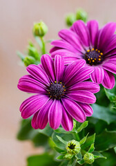 Obraz premium Close-up of purple Osteospermum flower growing in a plant pot. Vertical crop.